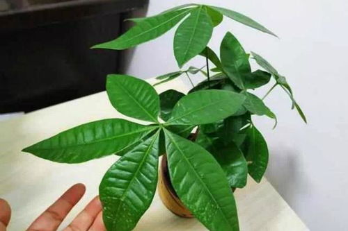 发财树斑点疑叶斑，速查防治妙招