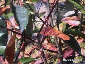 苹果树卷叶虫的烦恼，如何解决？