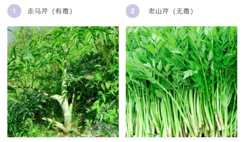 丁草胺与马蹄草的冲突