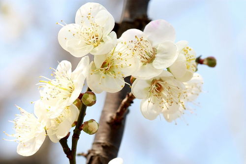梅花的季节之谜