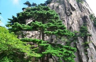 黄山松：单轴分枝的壮丽