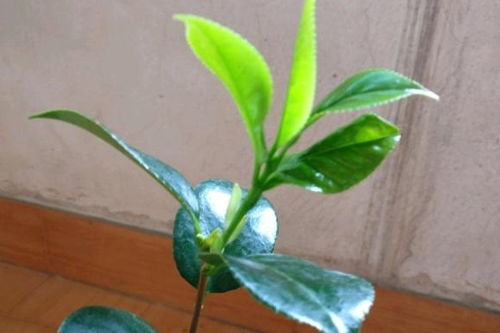 生根粉怎么用？栽茶花小苗后