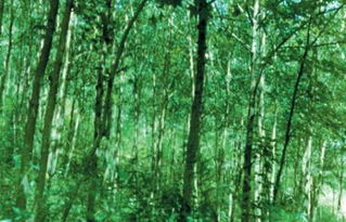 园林规划：树种选择的艺术