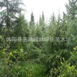 惯与5米高黑松树的价格揭秘