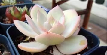 多肉大和锦养护要点：充足光照