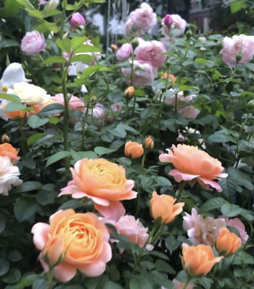 施肥方法， 得讲究