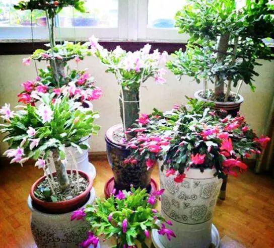 广西种花那些事儿