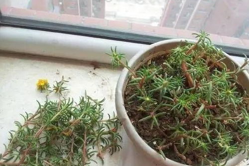 自播高手必备技嫩