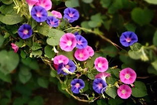 篱笆旁的守护者——牵牛花