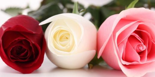 那朵被诅咒的玫瑰