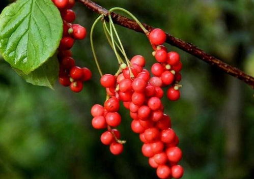 三、种植技巧大揭秘