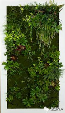 案例分析：位置选择比种植梗重要