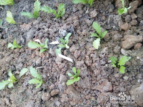 种什么菜？耐热又适合屋顶种植