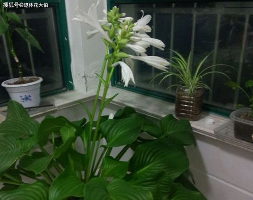 水萝卜偏爱阴凉，阳光爱好者慎选！