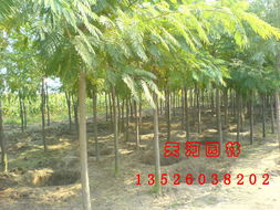 2. 树苗价格因种类、 规格和市场需求而异