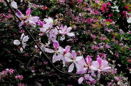 紫荆花的传说与寓意