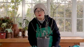 月季越冬注意事项，保护你的月季平安过冬