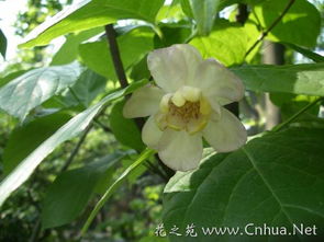 分株工具大集合， 我的“武器库”