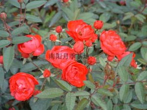 南阳石桥镇月季花苗批发基地，直销精品高杆月季