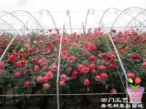 木月季的适应性与价格