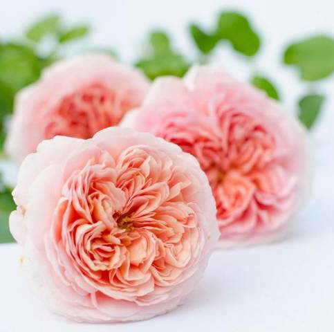 藤本月季品种介绍