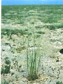 画眉草：乡土野趣款