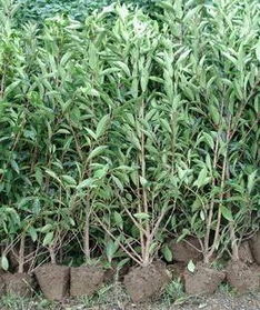 法国冬青， 听起来就高级