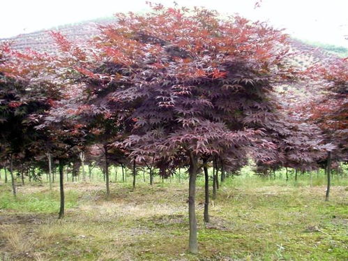 成者阝温江红枫基地探秘