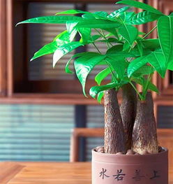发财树四季养护，春施肥