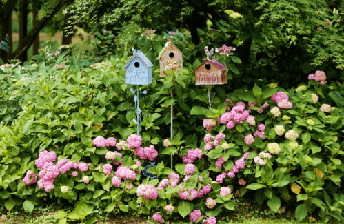 雪莲花与神秘传说