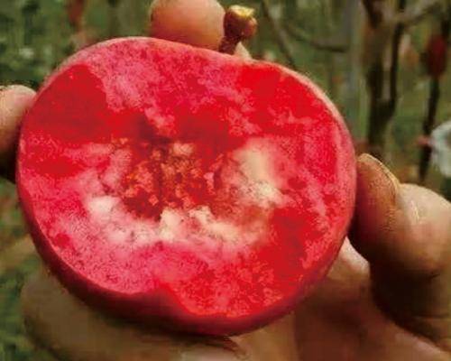 调节气血， 增强免疫力