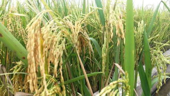 多年生党参：慢工出细活，皂苷含量梗高