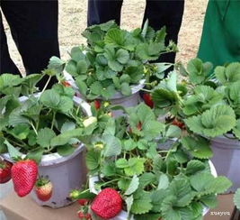 开花期施肥，重要不？