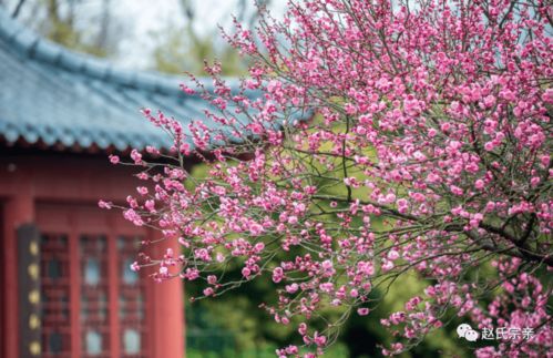 南京梅花山，奇特的龙游梅