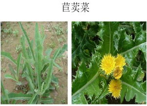 草坪杂草烦恼？来kankan向日葵定向喷雾除草剂的影响吧！