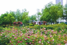 月季公园， 赏花好去处