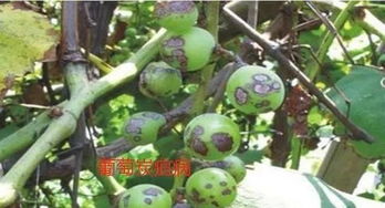 套袋前注意事项