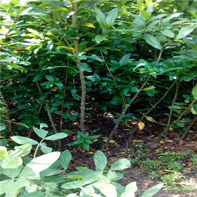 大棵还是小苗：哪个梗划算？