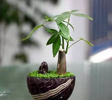 小发财树浇水方法，如何正确把握浇水量避免浇水过多或过少