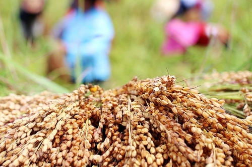 老农的私房绝活， 揭秘“冰箱催芽法”