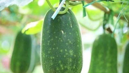 四、 防范措施：冬瓜锈病的克星