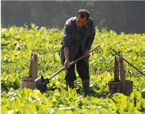 温湿度黄金参数：农步肥