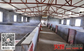 猪李氏杆菌病如何快速识别及有效防控？