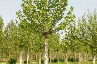 法桐种植，亩数和平方的奥秘大揭秘！