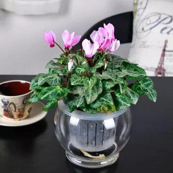 仙客来水培不发芽？是水培方法不对吗