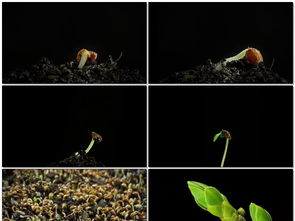 紫藤移栽后的发芽时间之谜