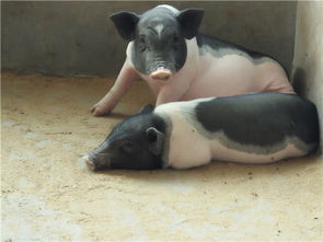 香猪预混料巴马香猪的详细营养成分和喂养方法有哪些？