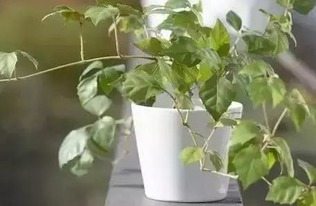 冬天如何给怕冷植物保暖？如何避免它们受冻