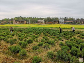 常宁茶油基地名单电话：陕西种植前景如何？