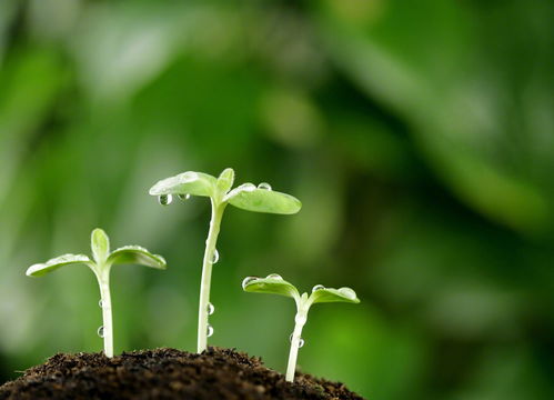 裸子植物，你了解它们独特的种子结构吗